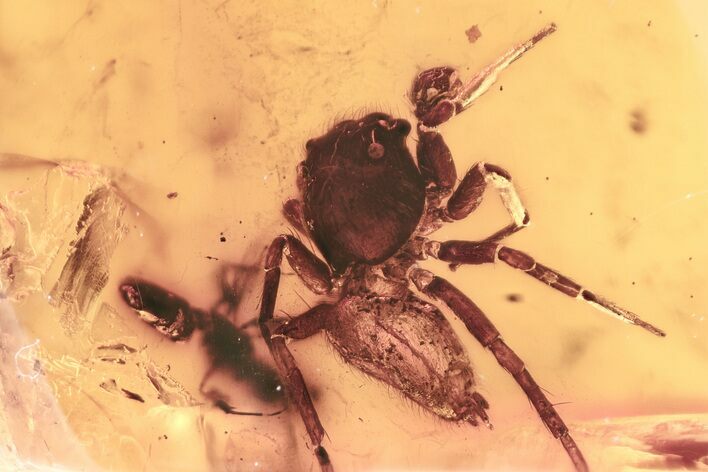 Detailed Fossil Jumping Spider (Salticidae) In Baltic Amber #346425